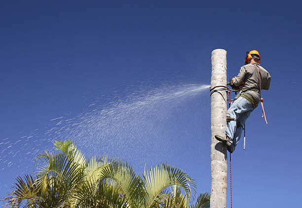 How Our Tree Care Process Works  in  Middlebury, IN