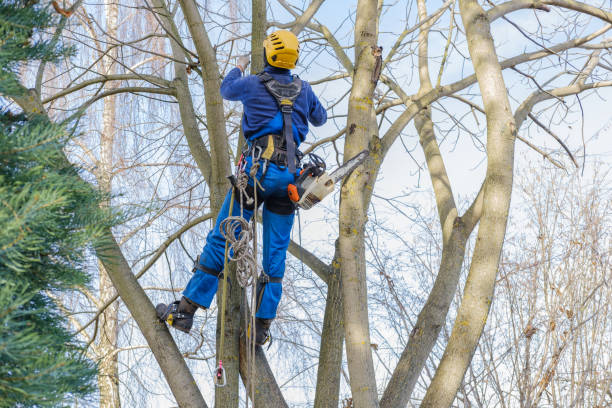 Professional Tree Care in Middlebury, IN